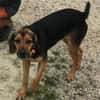 Cooper  sucht sportliches Zuhause