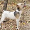 Cory, Foxterrier-Mix, sucht ein Zuhause