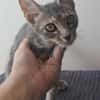 🐾 À L’ADOPTION – GREY, adorable petite chatonne 🐾