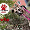 Notfall Sofia sucht dringend ein Zuhause