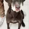 Choco (9 Jahre) sucht Sofaplatz