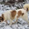 ELFIE -rundum tolles Hundekind-