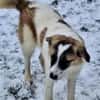 ELFIE -rundum tolles Hundekind-