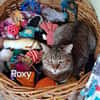 FOXY & ROXY - suchen neue Heimat.....