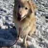 Retrievermischling Koko sucht Familie