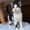 Süsser kleiner Kater sucht Zuhause