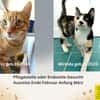 Werde Pflegestelle für Katzen in NOT
