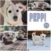 PEPPI -rundum tolles Hundekind-