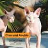 CLEO und ANUBIS, Sphynx