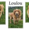 LOULOU