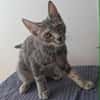 🐾 À L’ADOPTION – GREY, adorable petite chatonne 🐾