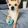 🐾 Da Vinci  sanfter kleiner Chihuahua