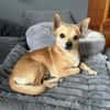 🐾 Da Vinci  sanfter kleiner Chihuahua