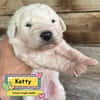KETTY