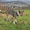Loki - treuer, verspielter Schmusehund