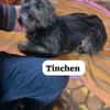 Tinchen vor Weihnachten ausgesetzt