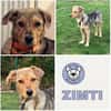 ZIMTI -rundum tolles Hundekind-