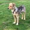 ZIMTI -rundum tolles Hundekind-