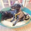 LUZIO -rundum tolles Hundekind-