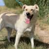 Alba, freundliche Hündin sucht Familie