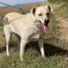 Alba, freundliche Hündin sucht Familie
