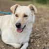 Alba, freundliche Hündin sucht Familie