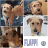 FLAPPI -freundlich & sportlich-