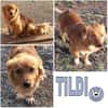 TILDI -ruhige, anhängliche Hündin-