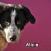 ALICIA