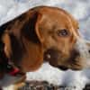 ARCHIE BOY - goldiger Beagle-Bub