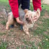 Cooper  ein Yorkie mit Seele