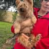 Cooper  ein Yorkie mit Seele