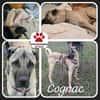 Kangal Mischling Cognac sucht zuhause