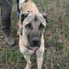 Kangal Mischling Cognac sucht zuhause