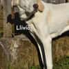 Llivia