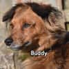 BUDDY