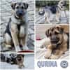QURINA -rundum tolles Hundekind-