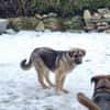 QURINA -rundum tolles Hundekind-