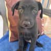 LOCKY, Chiot mâle Croisé Labrador