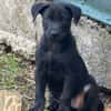 LOCKY, Chiot mâle Croisé Labrador