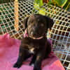 RUBY, Chiot femelle Croisé Labrador