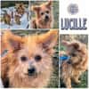 LUCILLE * eine süsse TerrierMixOmi