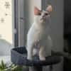 Schmusekatze ANNABELLE sucht!