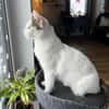 Schmusekatze ANNABELLE sucht!