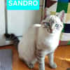 SANDRO et LUCIANO À ADOPTER ENSEMBLE)