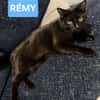 RÉMY