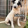 SILENTE