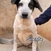 SILENTE