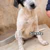 SILENTE