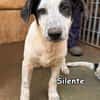 SILENTE
